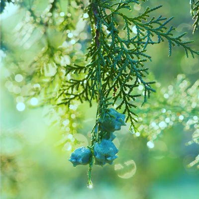 Cypress (Leyland) - Perry