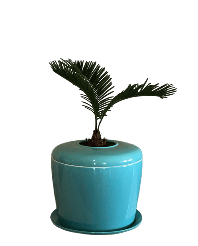 The Living Urn Indoors / Patio - Endswell