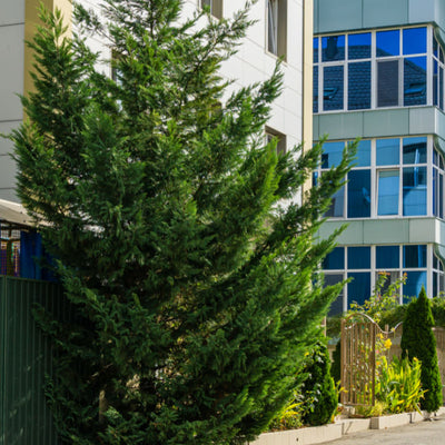 Cypress (Leyland) - Lotus