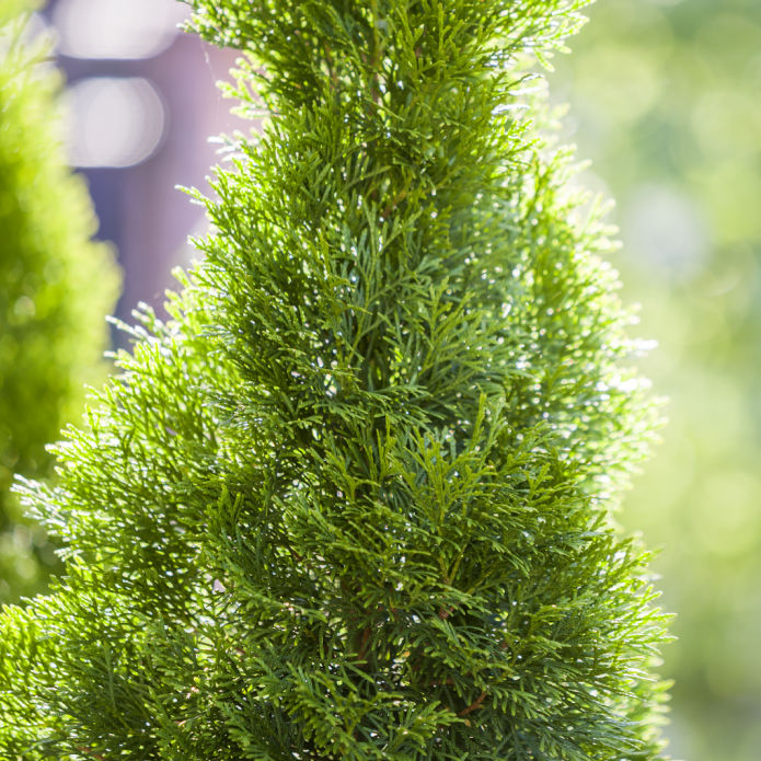 Cypress (Leyland) - Green Farewells