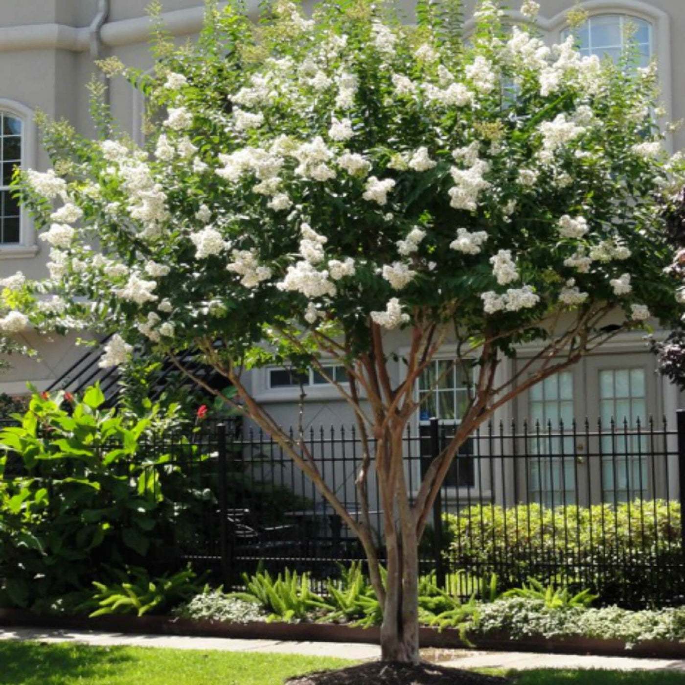 Crape Myrtle (White) - Endswell