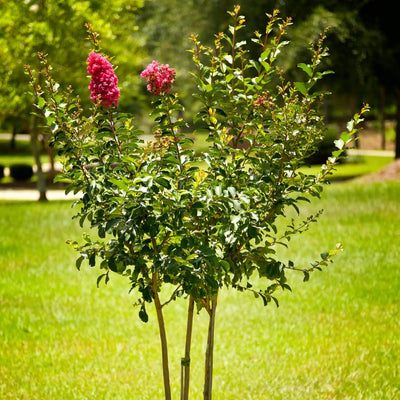 Crape Myrtle (Pink) - Green Farewells