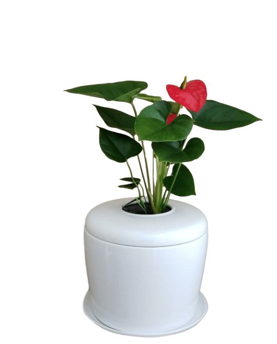 The Living Urn Indoors / Patio - Endswell