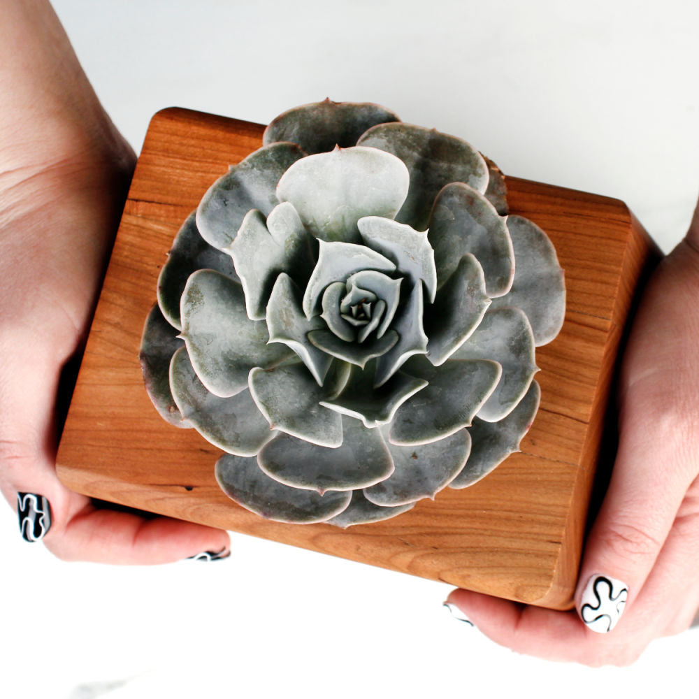 The Living Urn Planter - Monarch