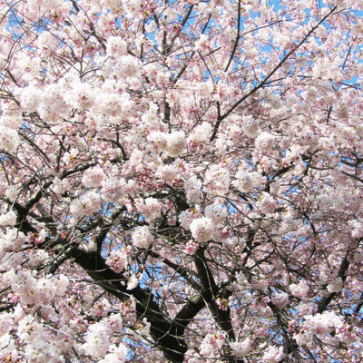 Akebono Flowering Cherry - Cremation Society