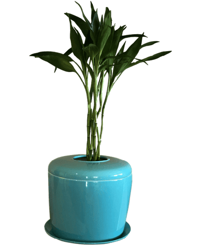 The Living Urn Indoors / Patio - Cremation Society