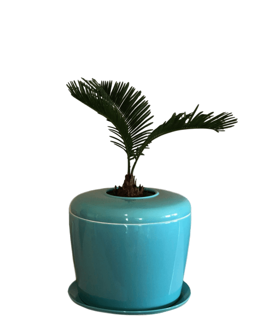 The Living Urn Indoors / Patio - Monarch