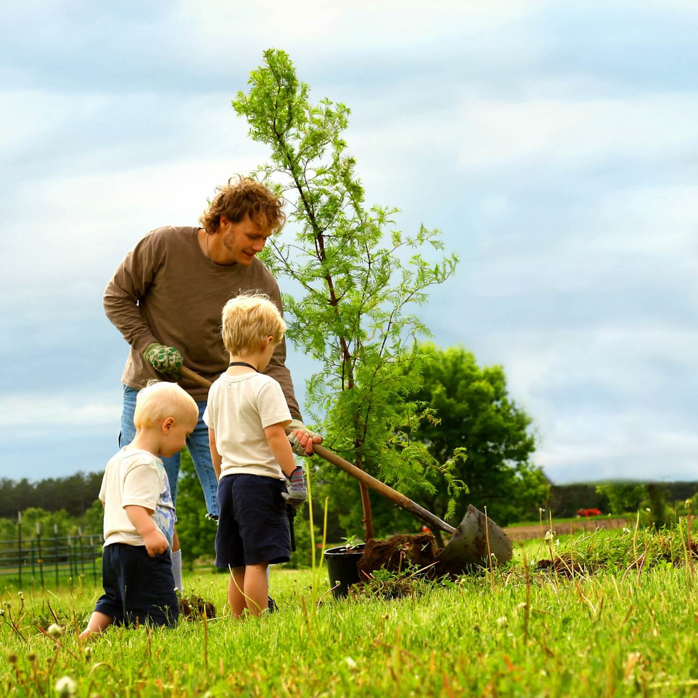 Dawn Redwood - Hyatt Ewald