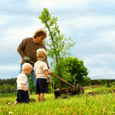 Dawn Redwood - Simple Pets