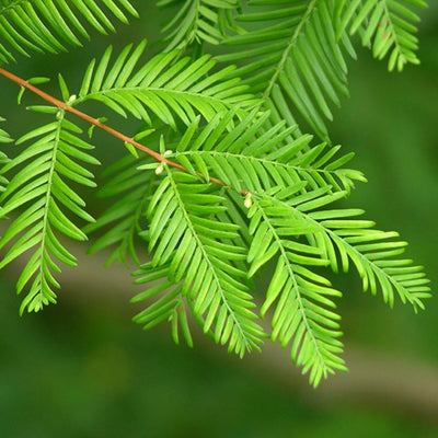 Dawn Redwood - Greenhaven