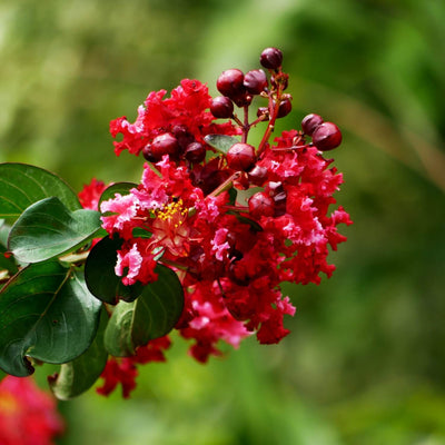 Crape Myrtle (Red) - Be a Tree Cremation