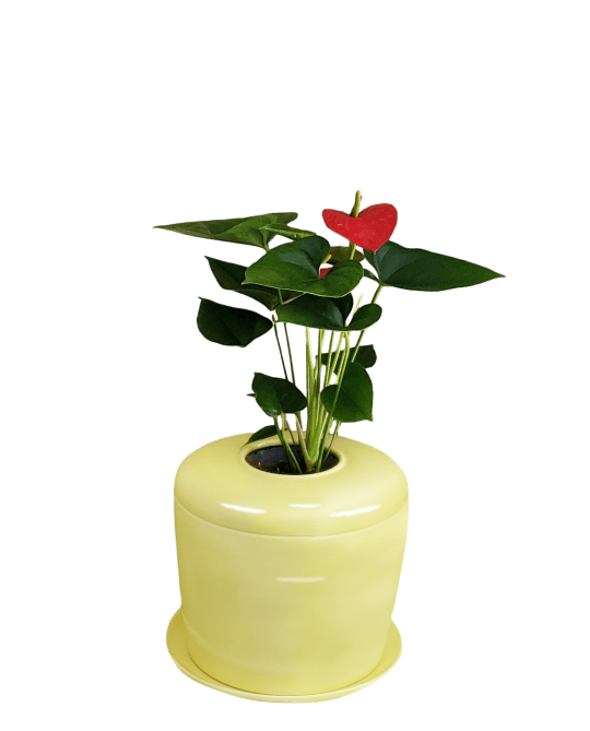 The Living Urn Indoors / Patio - Hyatt Ewald