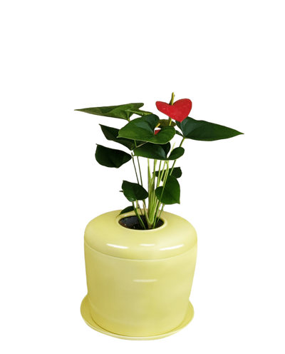 The Living Urn Indoors / Patio - Cremation Society