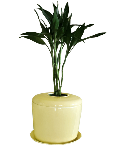 The Living Urn Indoors / Patio - Be a Tree Cremation