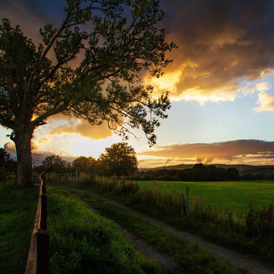 The Irish Living Urn