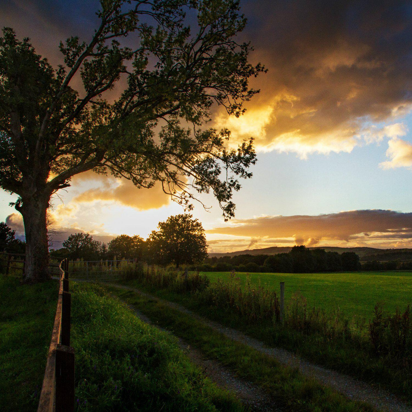 The Irish Living Urn - Messenger