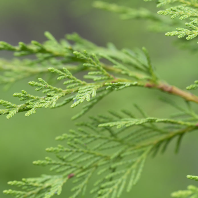 Cypress (Leyland) - Natural Grace