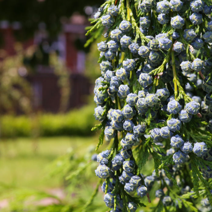 Cypress (Leyland) -Be a Tree Cremation