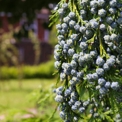 Cypress (Leyland) - Eternal Peace