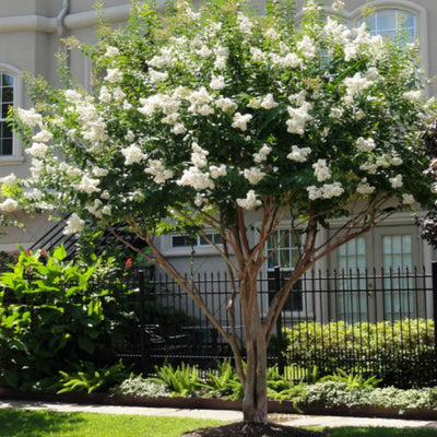 Crape Myrtle (White) - Cremation Society