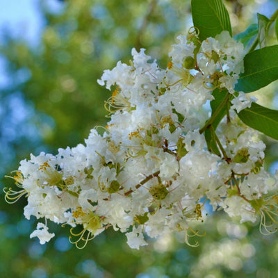 Crape Myrtle (White) - Natural Grace
