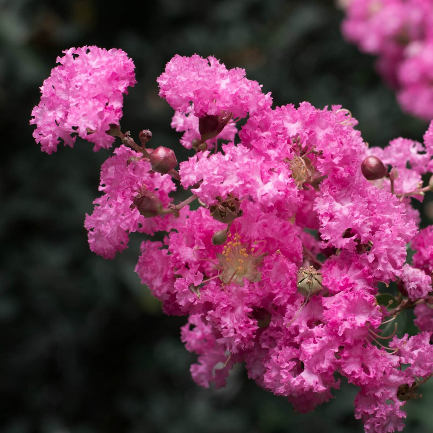 Crape Myrtle (Pink) - Hyatt Ewald