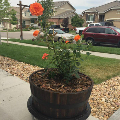 The Living Urn® - Messenger