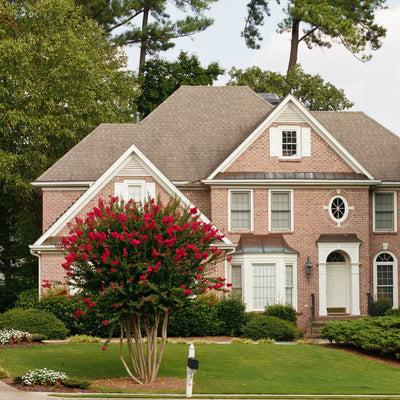 Crape Myrtle (Red) - Two Rivers