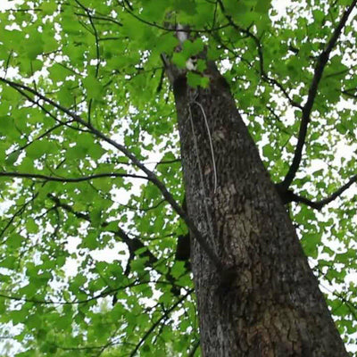 Tuliptree - Messenger