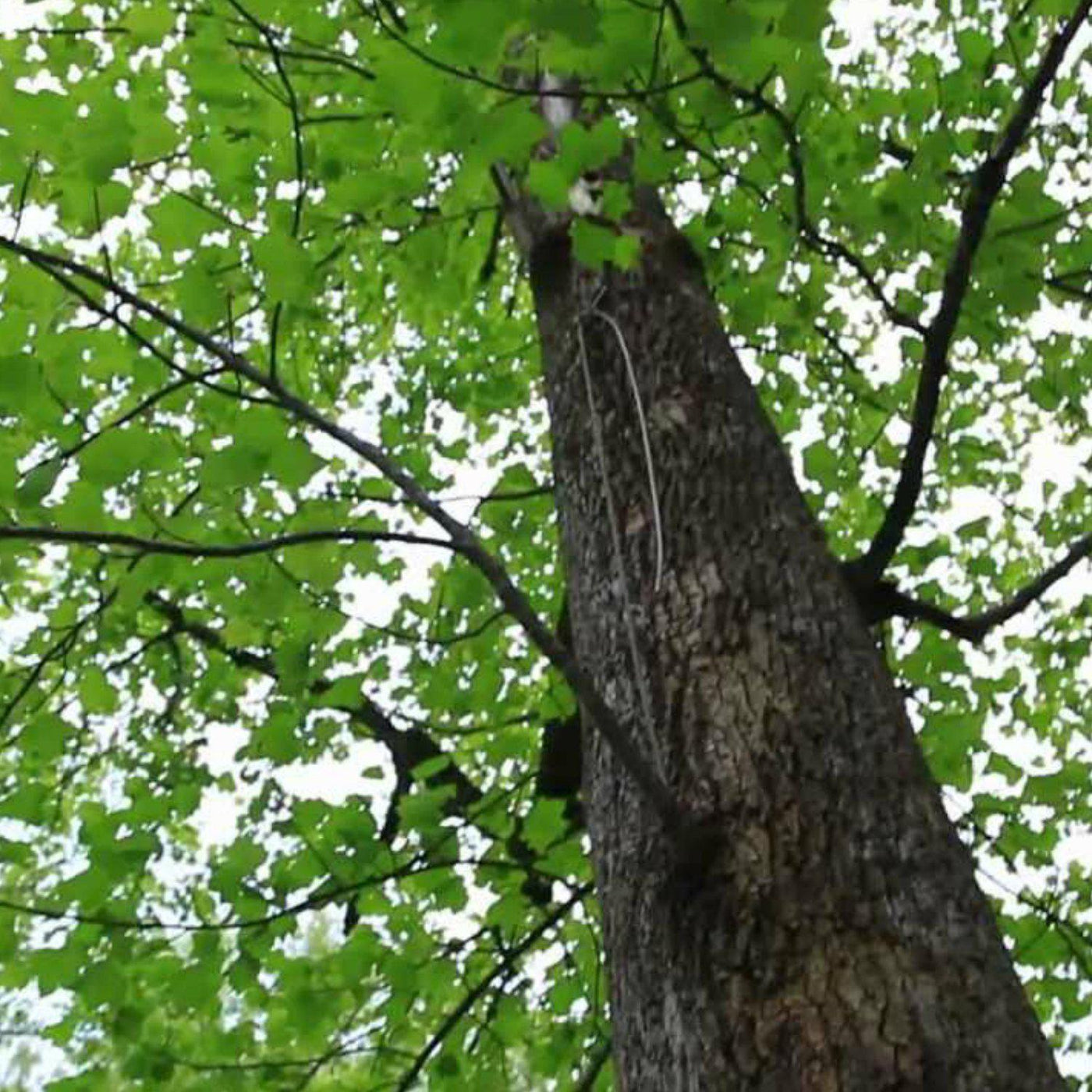 Tuliptree - Cremation Society