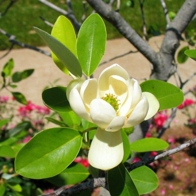 Sweetbay Magnolia - SereniCare