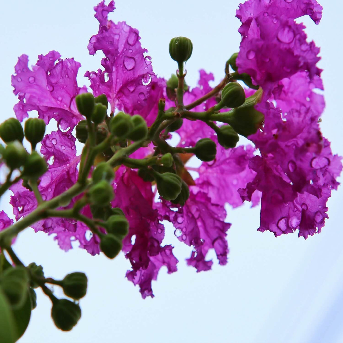 Crape Myrtle (Purple) - Be a Tree Cremation