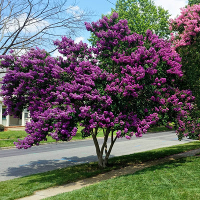 Crape Myrtle (Purple) - Blake