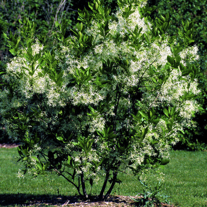 White Fringe Tree - Weddle