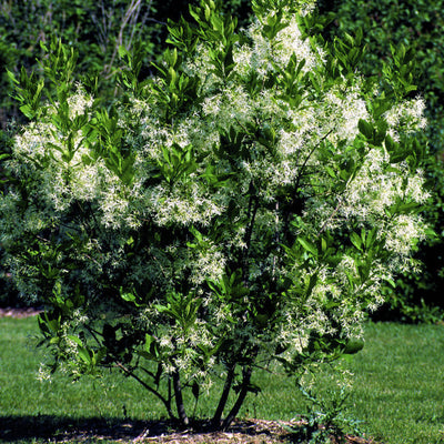 White Fringe Tree - Cremation Society