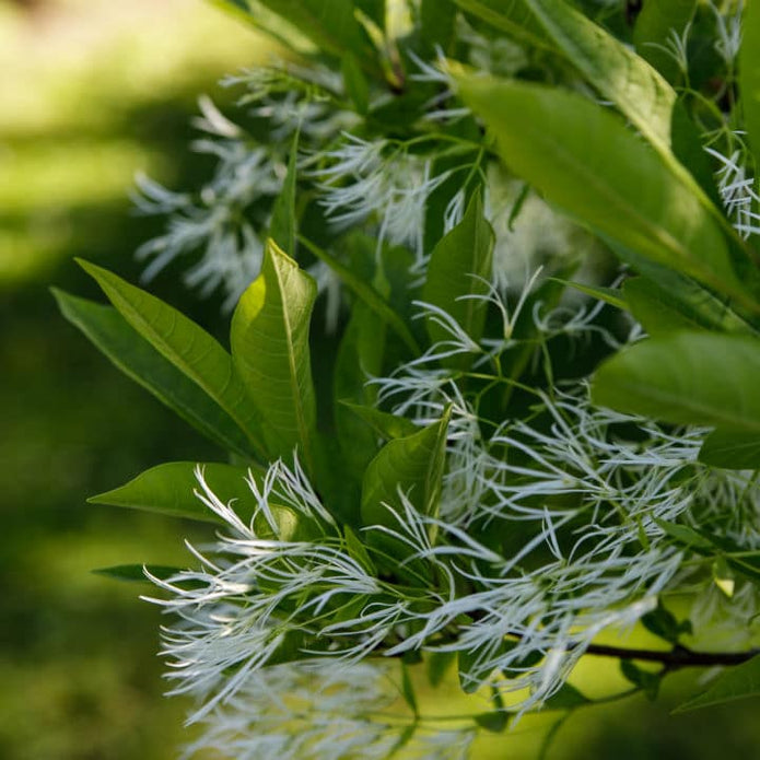 White Fringe Tree - SereniCare