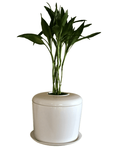 The Living Urn Indoors / Patio - Teraloom