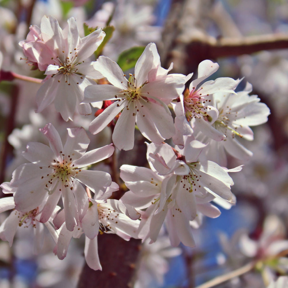 Autumnalis Flowering Cherry - Monarch