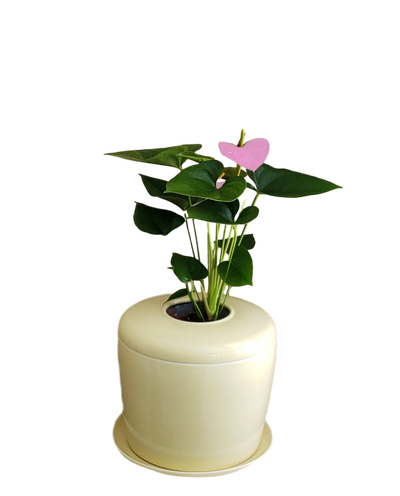 The Living Urn Indoors / Patio - Natural Grace