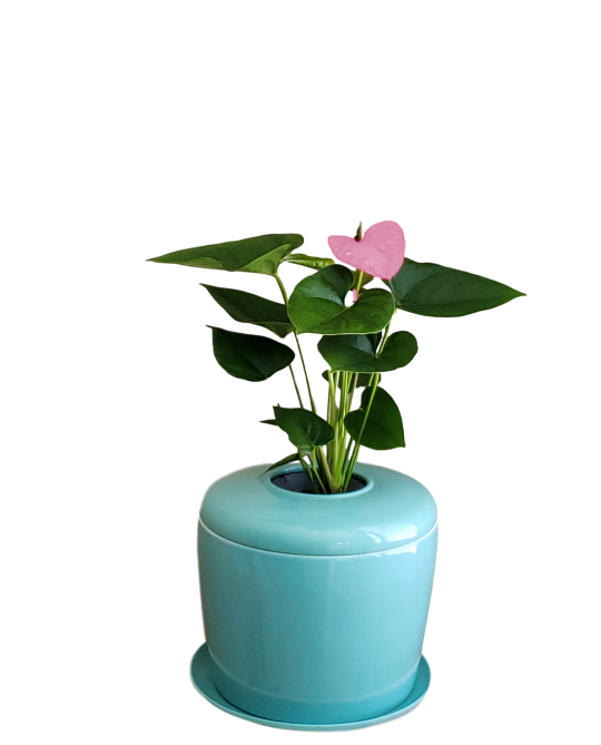 The Living Urn Indoors / Patio - Colorado Burial Preserve