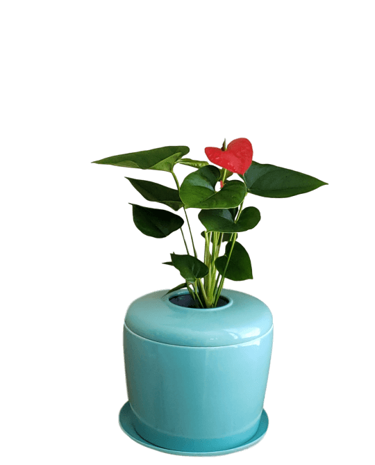 The Living Urn Indoors / Patio - Colorado Burial Preserve