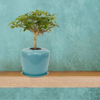 The Living Urn Indoors / Patio - Colorado Burial Preserve