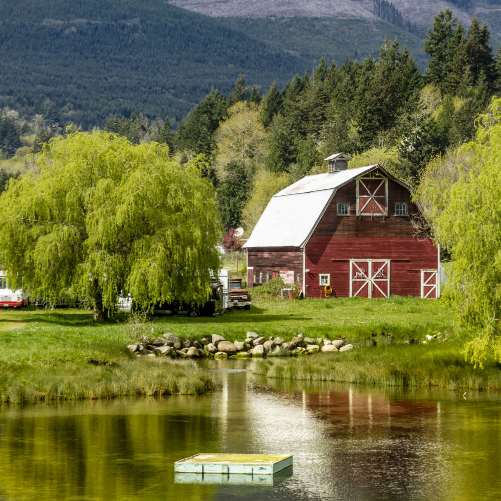 Weeping Willow - Monarch