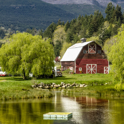 Weeping Willow - Natural Grace