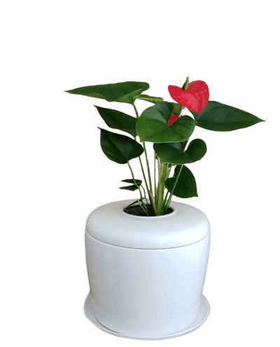 The Living Urn Indoors / Patio - Weddle