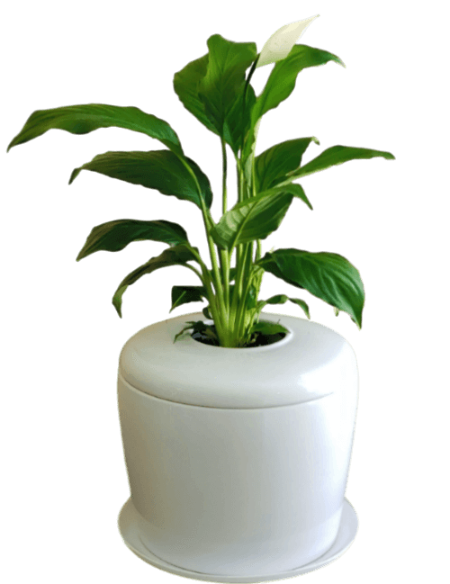 The Living Urn Indoors / Patio - Colorado Burial Preserve