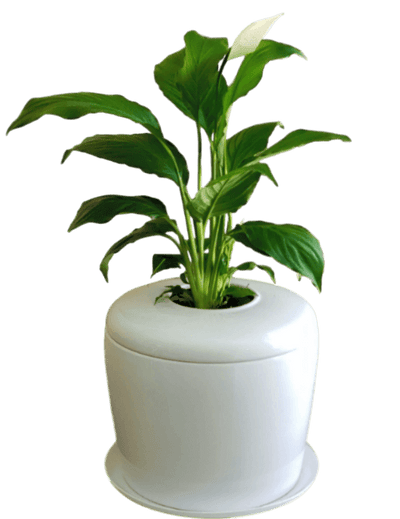 The Living Urn Indoors / Patio - 5280